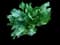 Horseradish Plant — design image 1