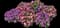 Common Garden Petunia — design image 2