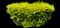 Golden Privet 'Aureum' — design image 1