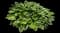 Hosta Plants — design image 7