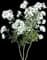 Rosa Floribunda 'Iceburg' — design image 5