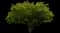Japanese Maple Tree — design image 13