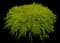 Kings Gold Cypress — design image 1