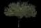 Prairie Rose™ Crabapple Tree — design image 1