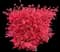 Burning Bush — design image 25
