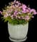 'Opening Act Romance' Hybrid Phlox — design image 3