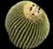 Golden Barrel Cactus — design image 14