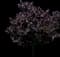 Garden Gems® Emerald Redbud Tree — design image 1