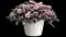 Trixi® Plant Combinations from Selecta — design image 8