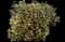Ninebark (Physocarpus opulifolius) — design image 14