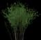 European Spindle Tree — design image 1