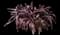 Blushing Bromeliad — design image 1