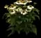 Pow Wow White Coneflower — design image 1