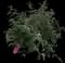 Butterfly Bush — design image 11