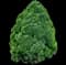 Conica Dwarf Alberta Spruce — design image 2