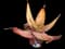Coral Aloe — design image 2