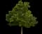 Emerald Queen™ Norway Maple — design image 2