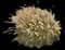 Maiden Grass — design image 7