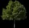 Laurel Tree (Laurus) — design image 12