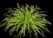Daylilly — design image 19