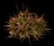 Aloe cameronii — design image 1