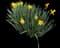 Wild Daffodil — design image 32