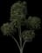 Golden Privet 'Aureum' — design image 6