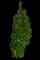 Rising Fire® Columnar American Hornbeam — design image 2