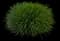 Society Garlic Plant — design image 4