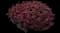 Barberry Bush — design image 16