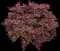 Crimson Fire™ Loropetalum — design image 6