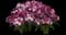 Dart Pink Magician dianthus — design image 1