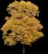 Maple Tree — design image 6
