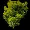 Evergreen Japanese Euonymus Shrub — design image 14