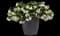 Hula White Begonia — design image 2
