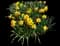 Wild Daffodil — design image 17