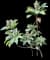 Frangipani — design image 1