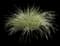 Lomandra Platinum Beauty® — design image 1