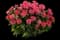 Pardon My Rose™ Bee Balm — design image 1