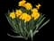 Wild Daffodil — design image 15