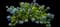Bigleaf hydrangea — design image 12