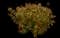 Goldflame Gold Spirea — design image 1