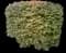 Burning Bush — design image 19