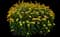 Tuscan Sun Perennial Sunflower — design image 1