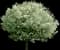 Lollizam Lollipop® Flowering Crabapple Tree — design image 1