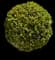 Titan Boxwood Shrub — design image 1
