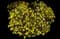 Crown daisy — design image 1