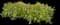 Sweet Potato Vine (Ipomoea) — design image 4