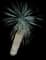 Desert Spoon — design image 31