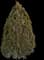 Oriental Arborvitae — design image 4